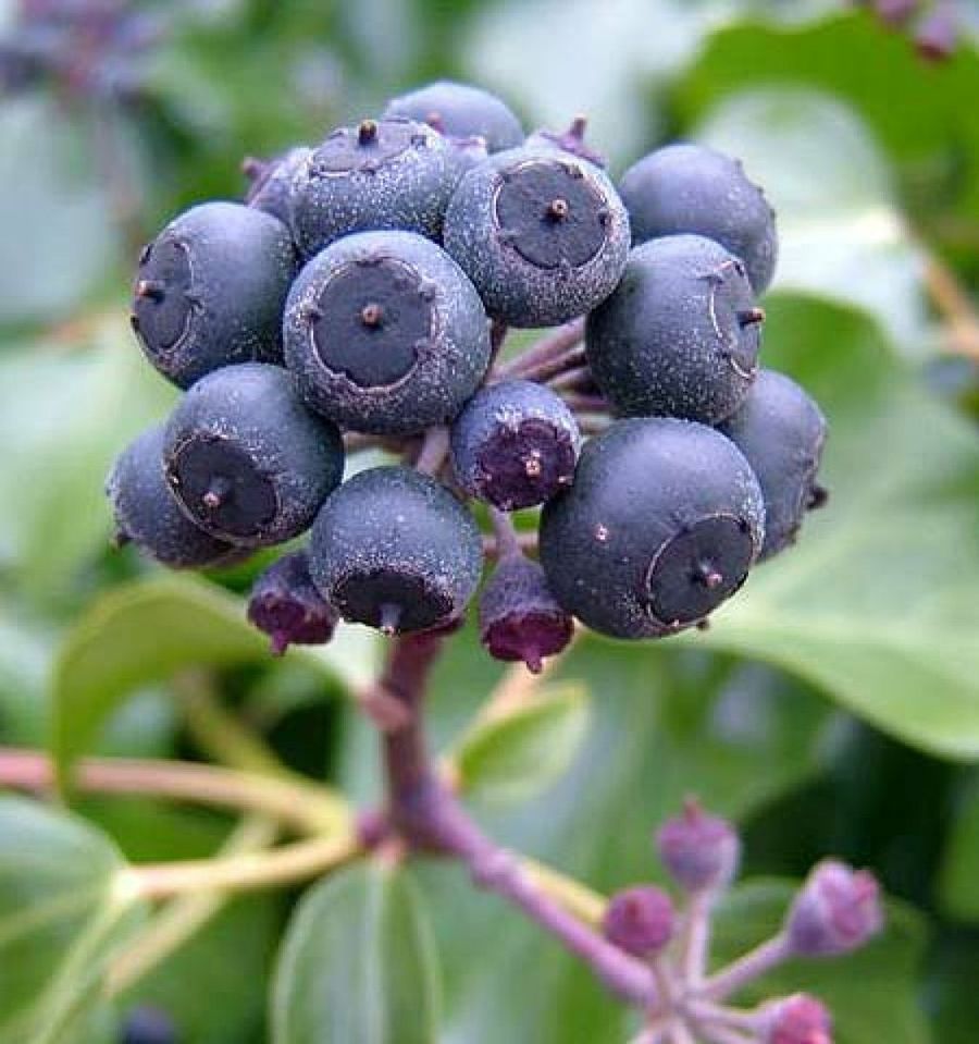 hedera