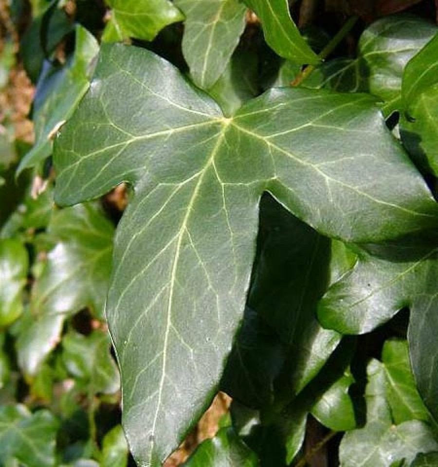 hedera