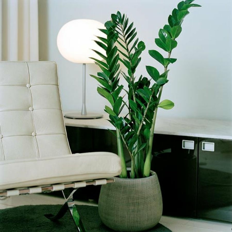 Zamioculcas