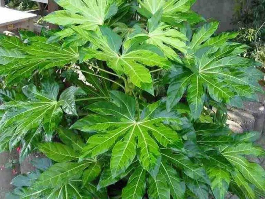 fatsia japonica