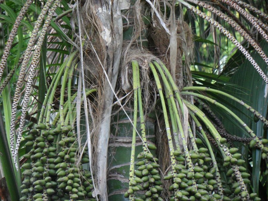 Howea forsteriana
