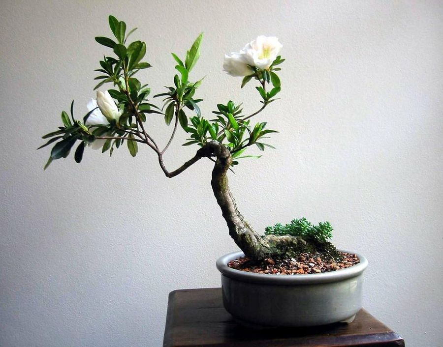 Bonsai