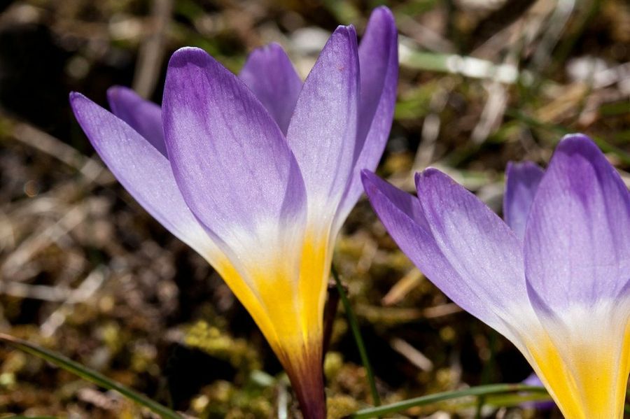 Crocus