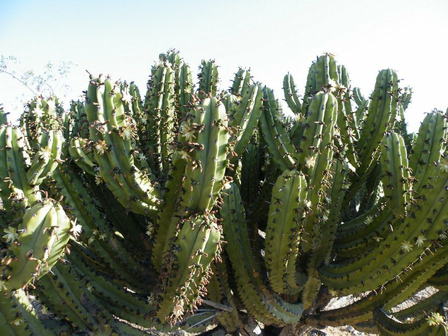 Myrtillocactus geometrizans