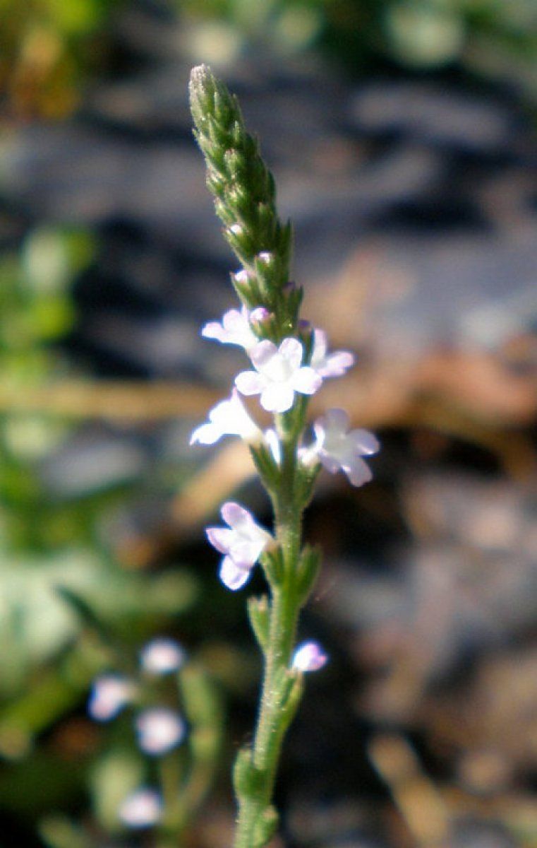 Verbena