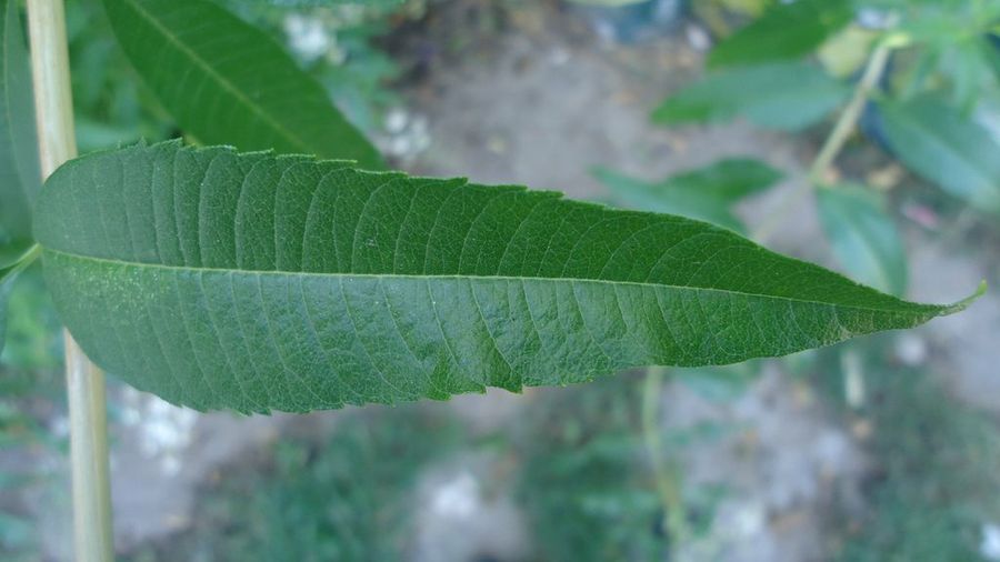HIerba luisa hoja