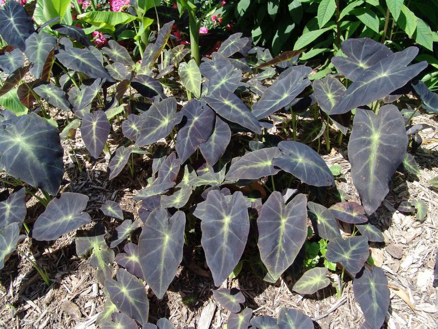 colocasia