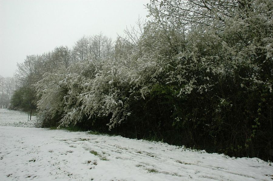 Prunus spinosa L