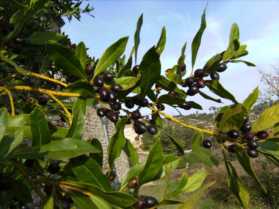 Frutos del laurel