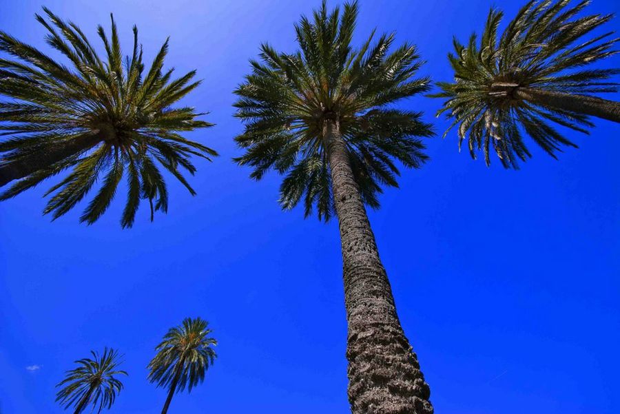 Palmeras