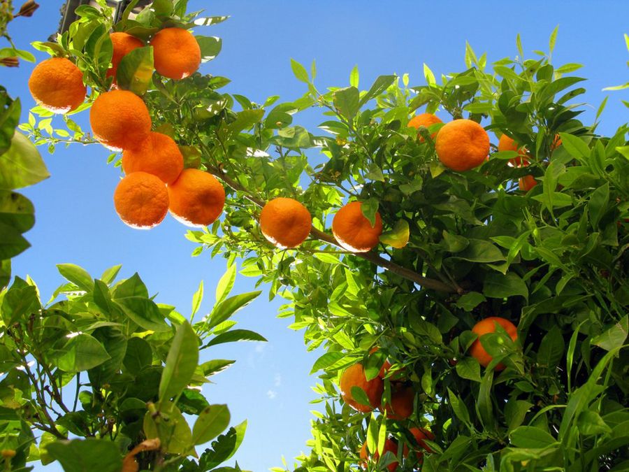 Mandarina
