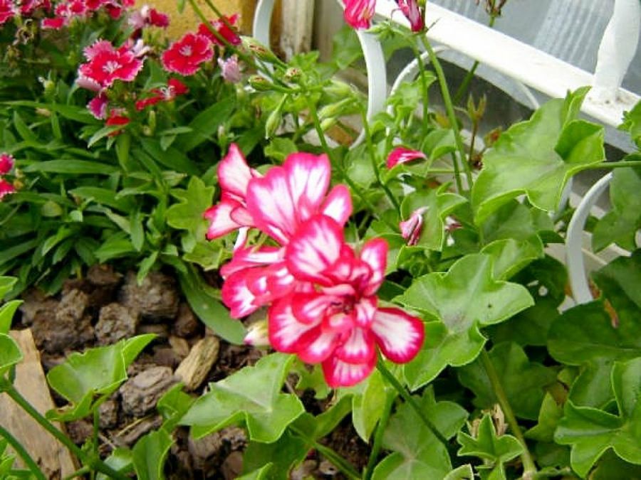 flores planta