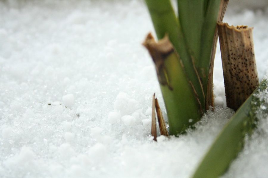 Cómo proteger el jardín de las heladas