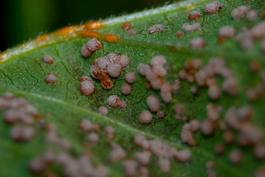 Protección del jardín contra plagas
