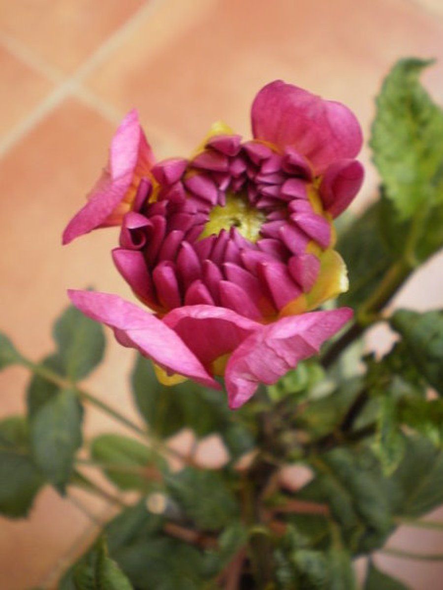 bulbo cala rosa