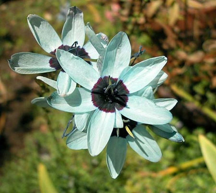 Ixia