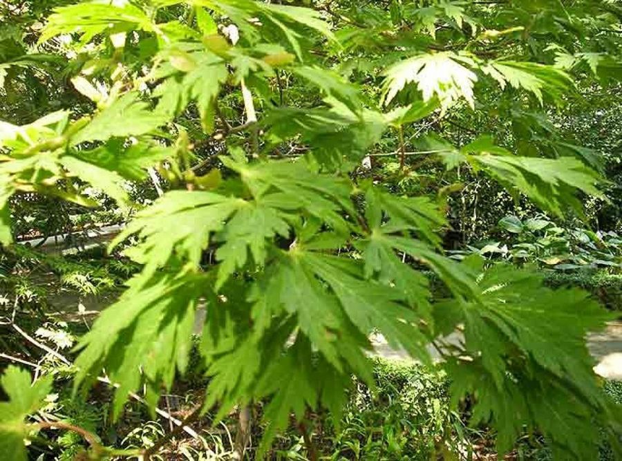 Jardín urbano transparente