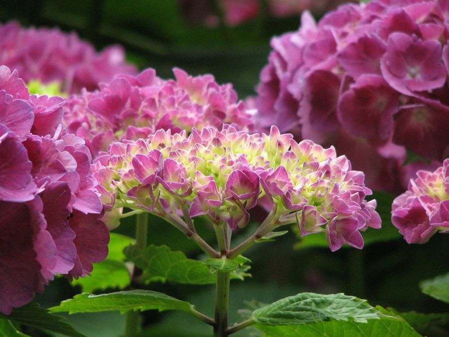 hydrangea