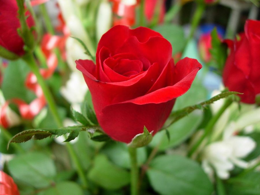 flor