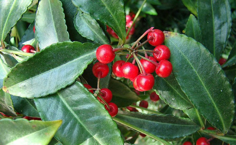 Ardisia