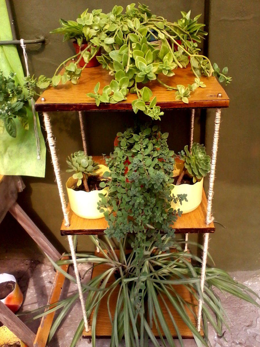 El riego de un bonsái (III) | Plantas