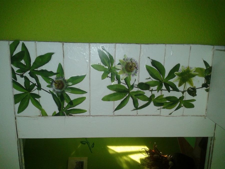 Imagen 7