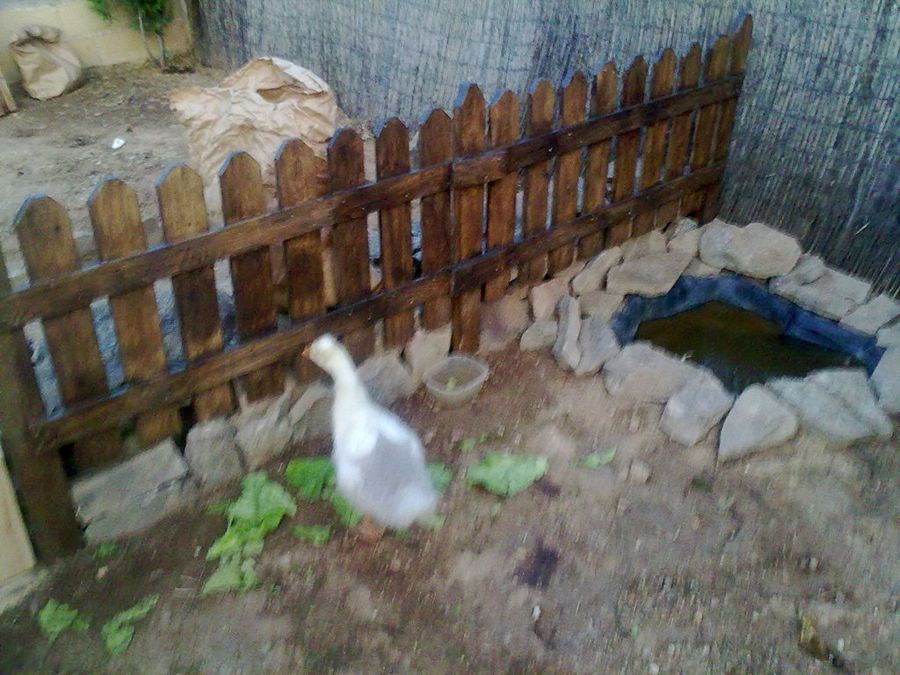 VALLA DE MADERA DE PALET PARA GALLINERO 2º parte