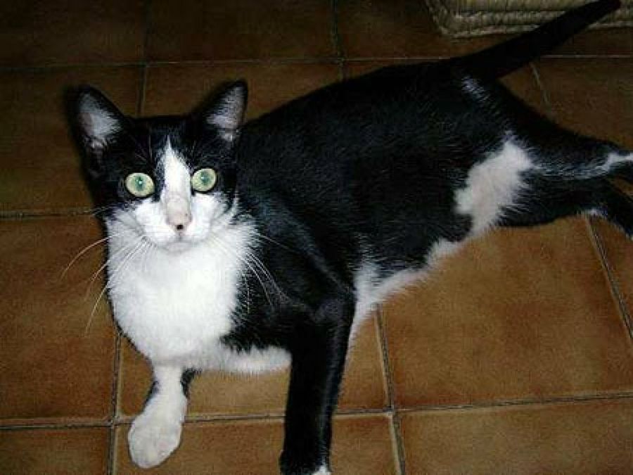 gato blanco&negro