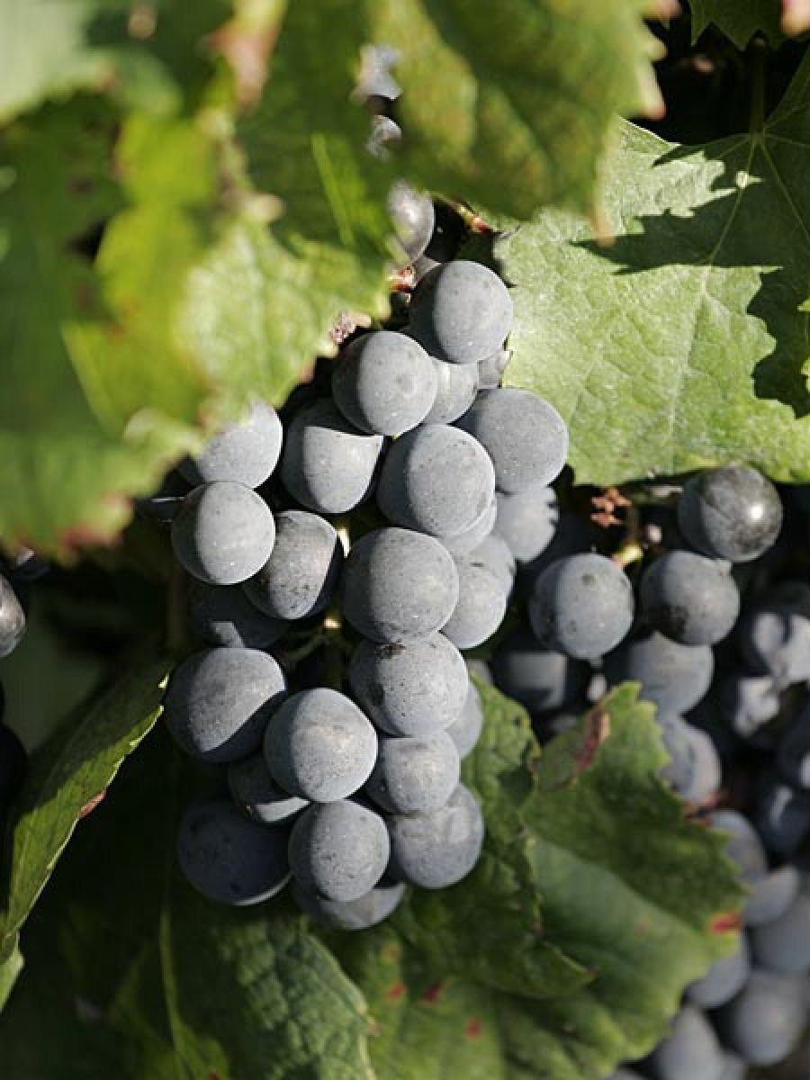 uvas