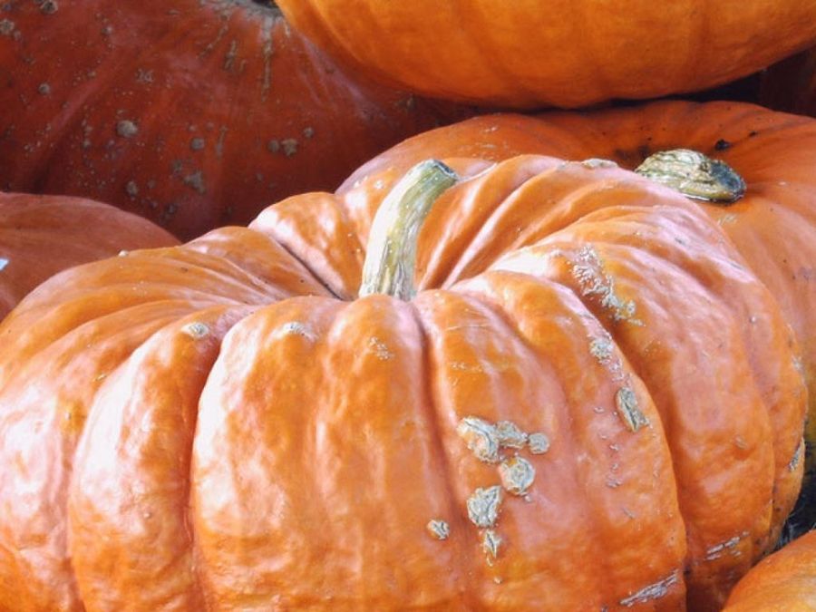 Calabaza grande