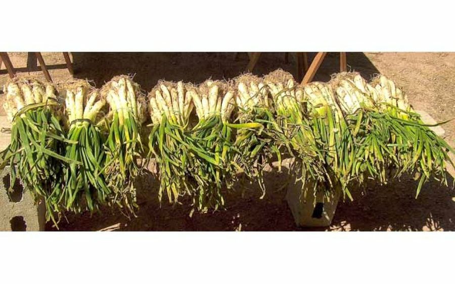 CalÇots