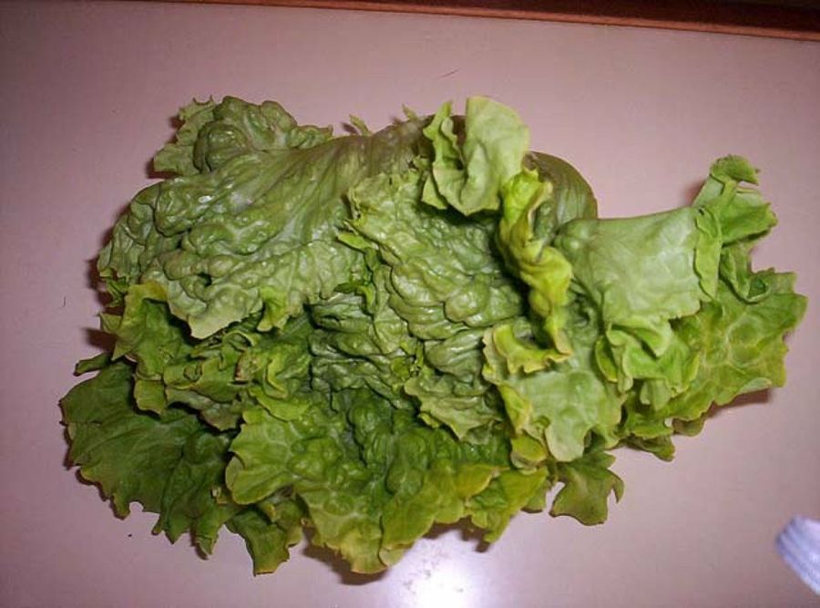 lechuga