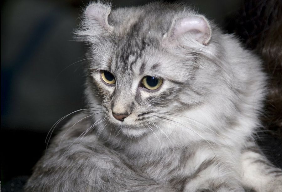 american curl3