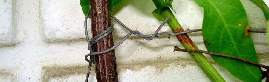 tapizantes