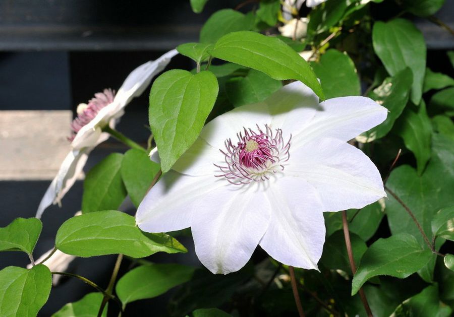 Clematis 'Miss Bateman'