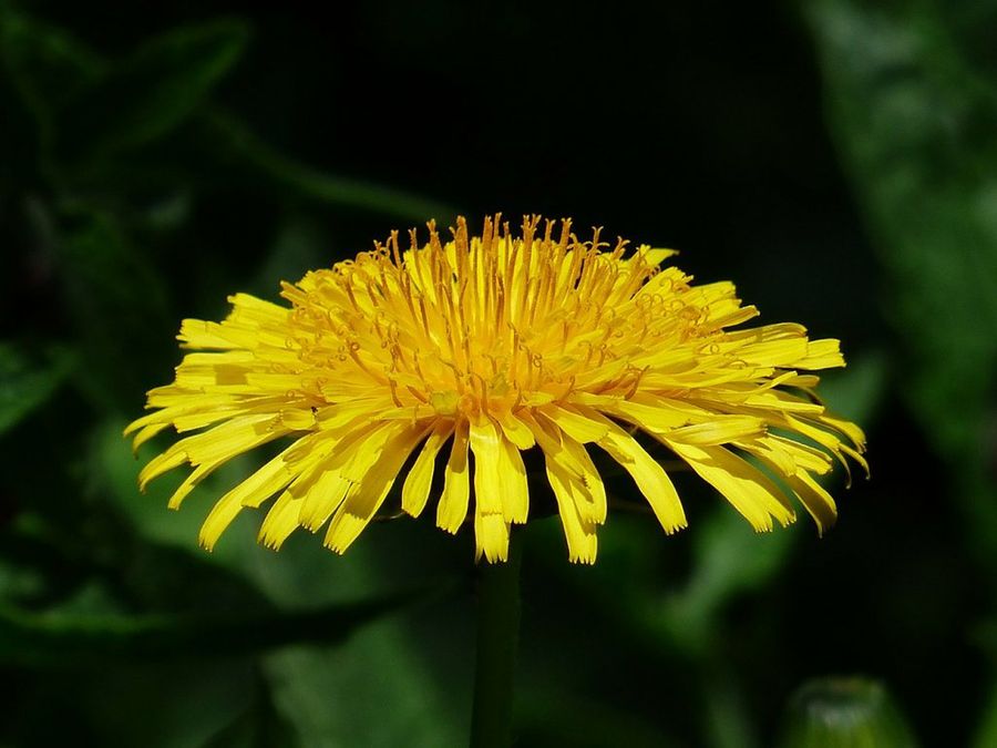 Diente de león