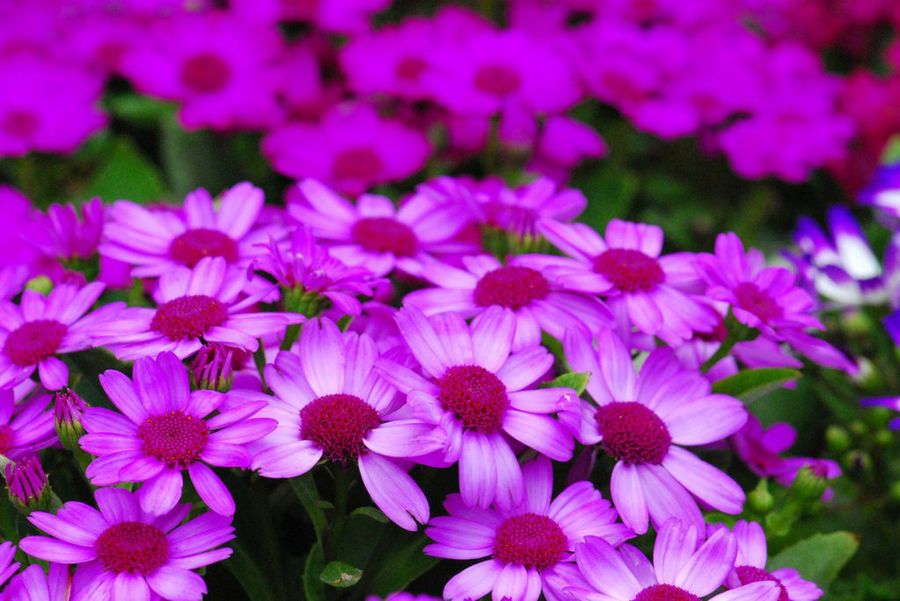 Cineraria