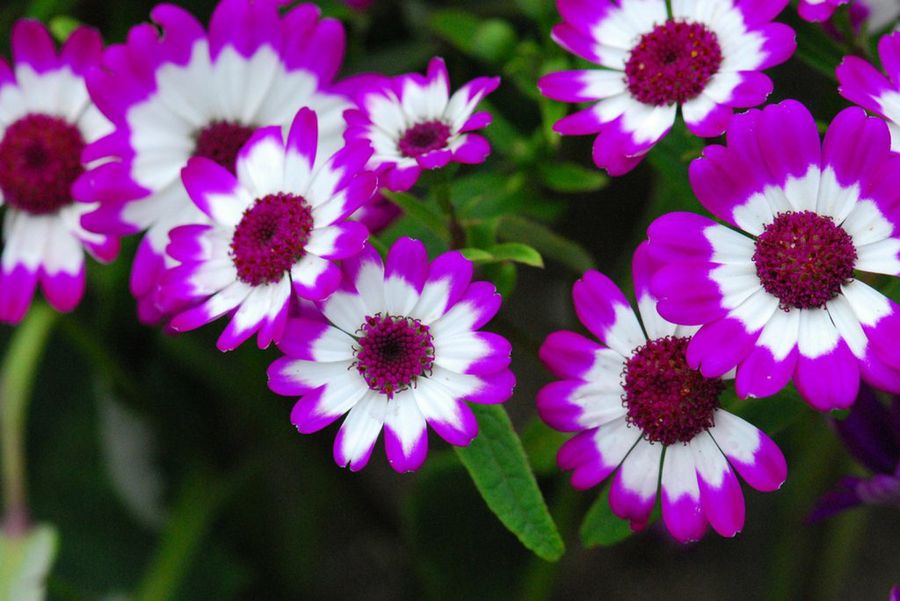 Cineraria