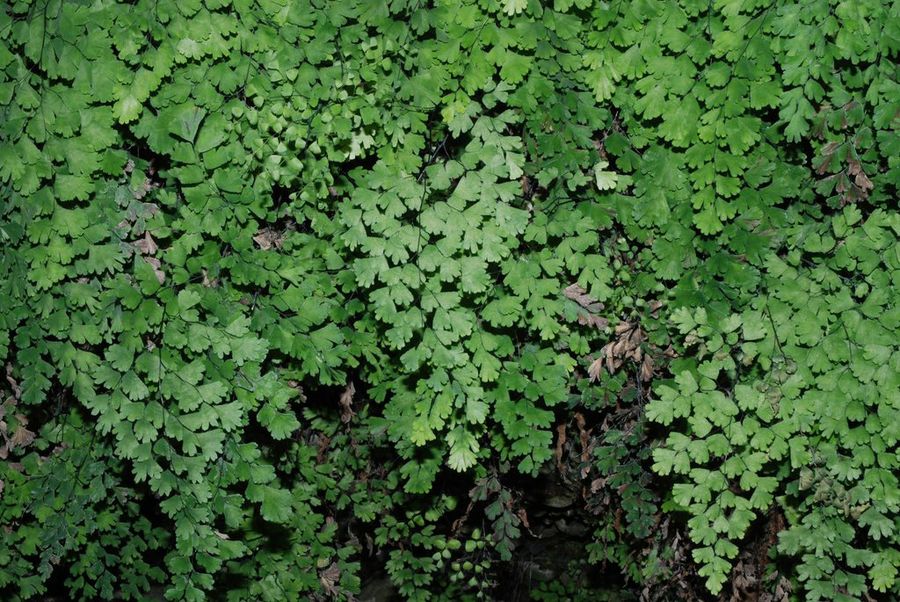 Adiantum capillus-veneris