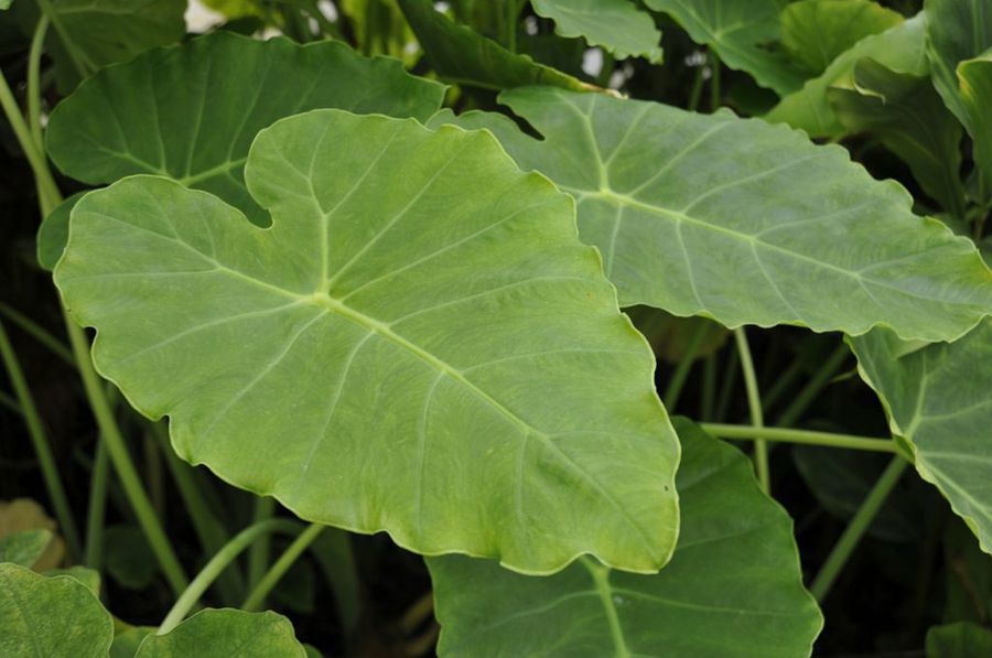 Colocasia