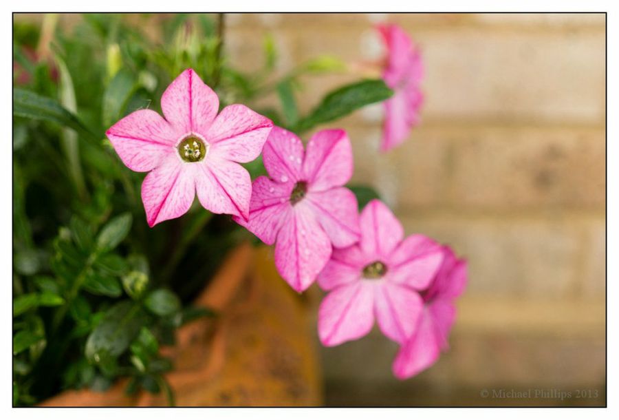 Nicotiana