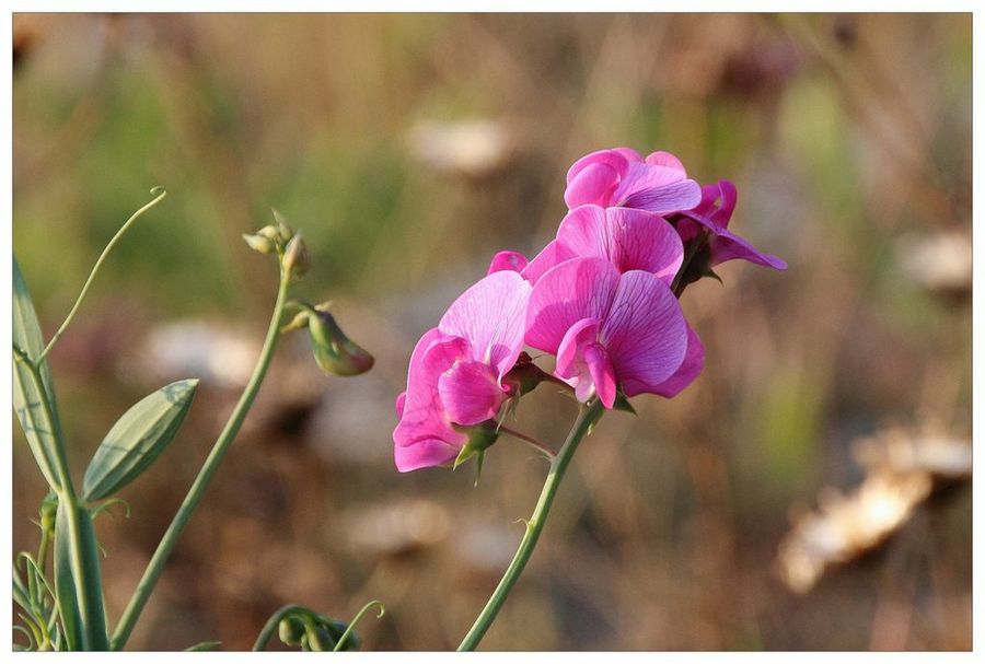 Lathyrus