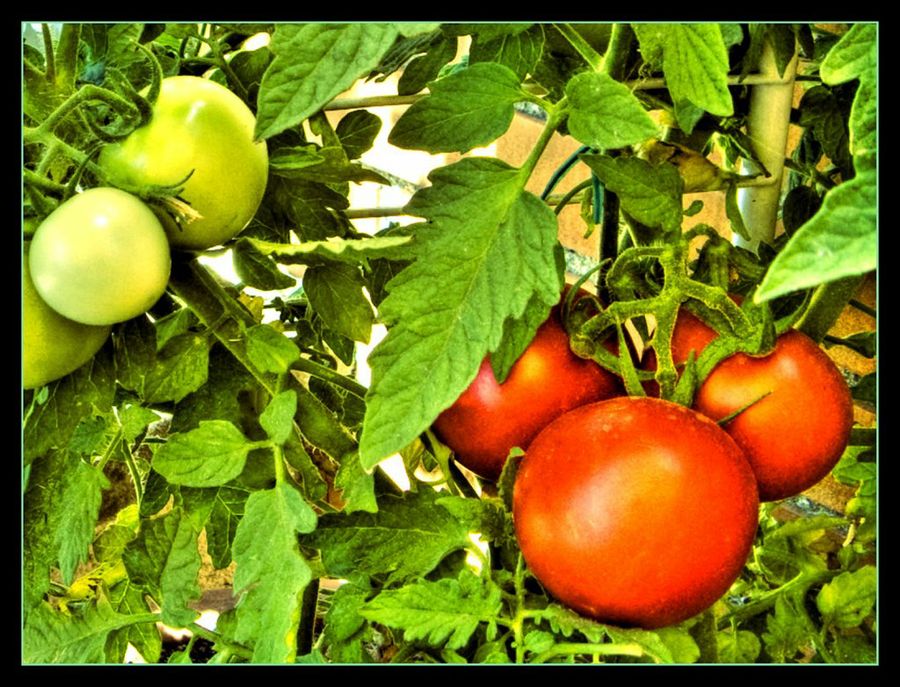 Tomatera