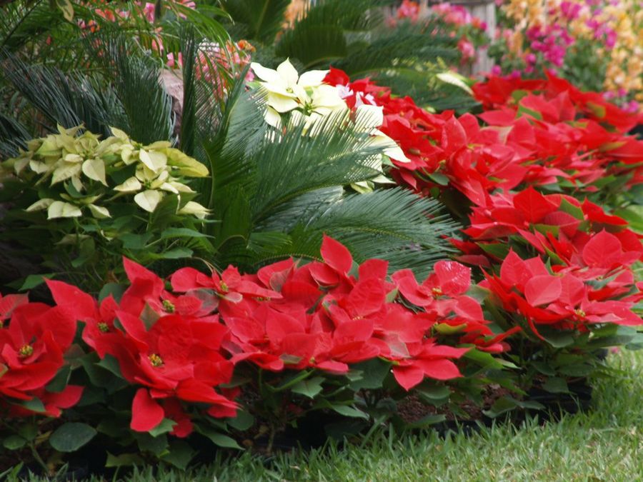 Poinsettia