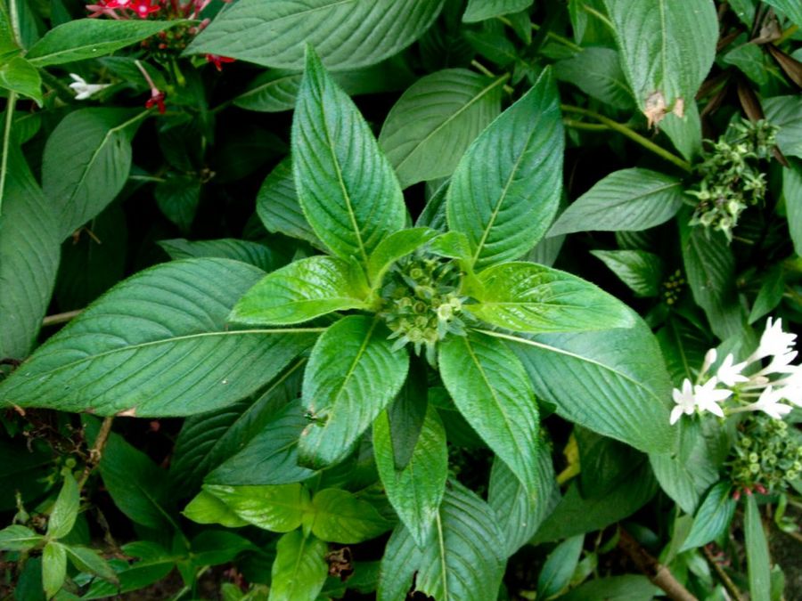 Pentas Lanceolata