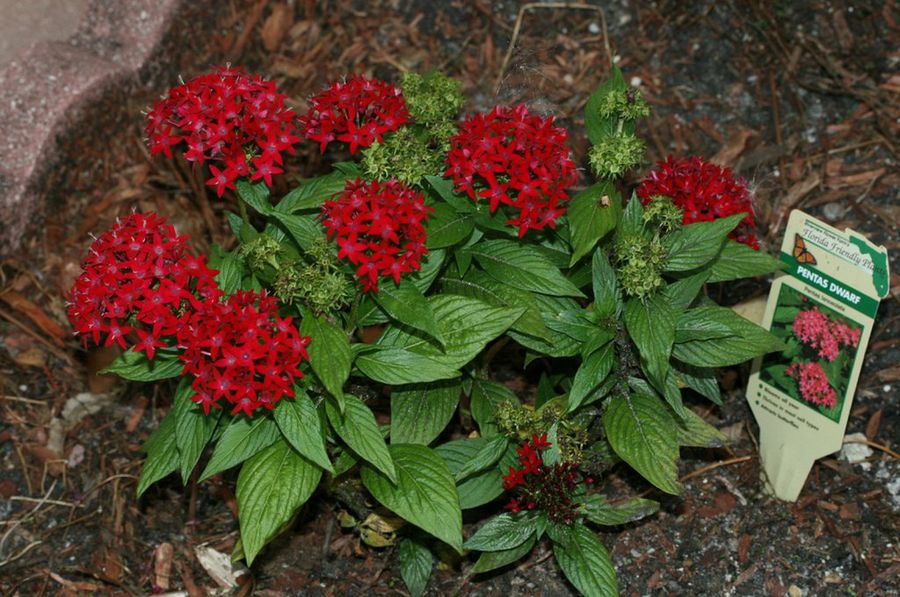 Pentas Lanceolata