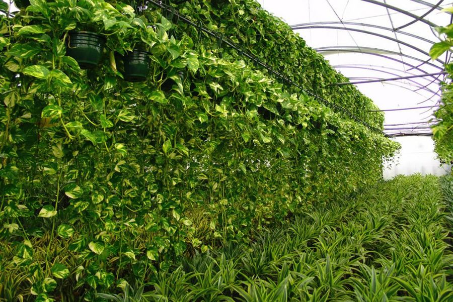 Scindapsus