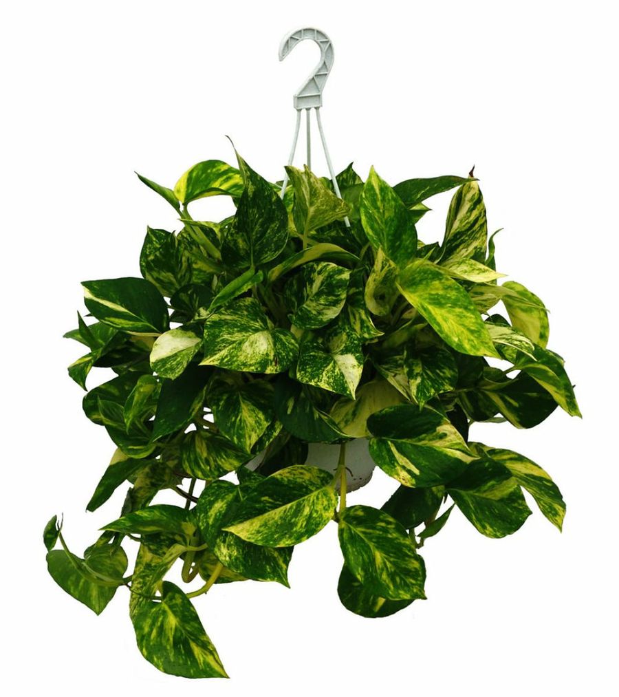 Scindapsus