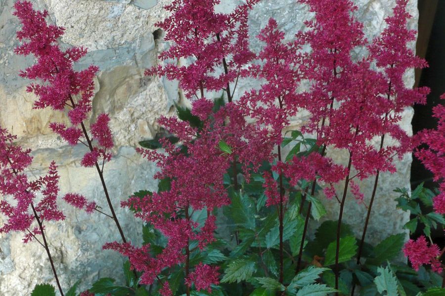 Spiraea nipponica