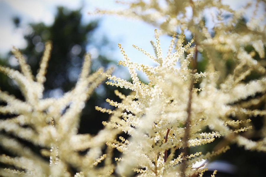 Spiraea nipponica